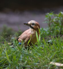 Garrulus glandarius in lush grass