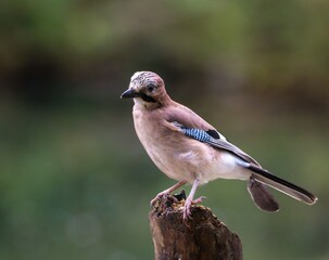 Garrulus glandarius perched on a tree stump
