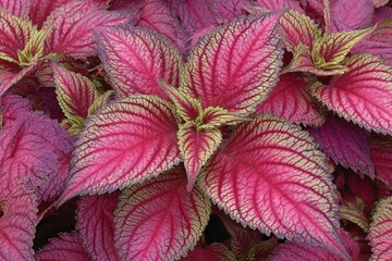Close-up view of vibrant pink and purple foliage.