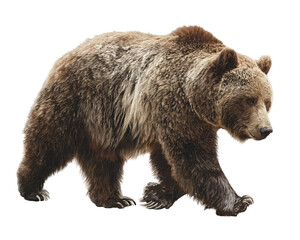 Fototapeta premium Grizzly bear walking forward transparent background PNG
