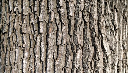 Close-up view of weathered tree bark, showcasing deep grooves and textured ridges.