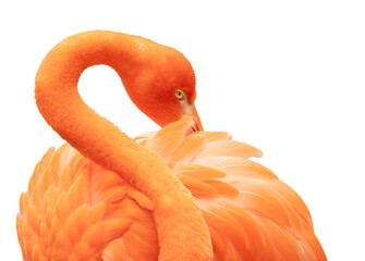 Close-up of vibrant orange flamingo preening its feathers isolated on transparent background