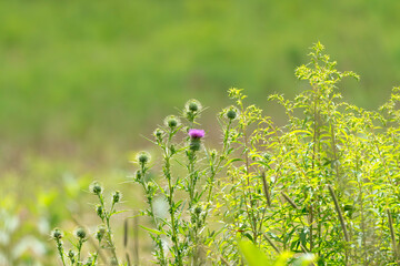 Wildflowers in a meadow