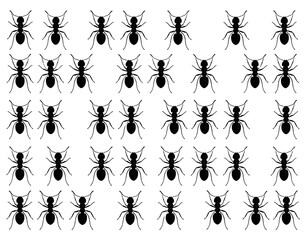 Black ants in a grid pattern