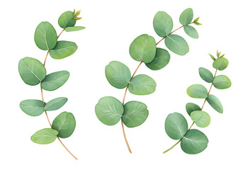 Vibrant Eucalyptus Branches Perfect for Design Projects isolated on transparent background