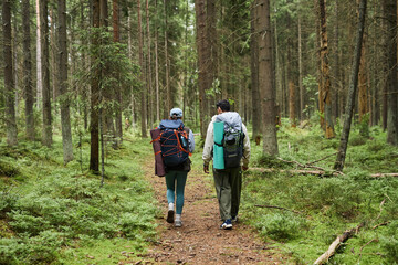 Obraz premium Young adult Caucasian woman and young adult Caucasian man hiking through forest carrying backpacks and camping gear, walking side by side on trail surrounded by tall trees and greenery
