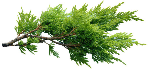 Close-up of a vibrant green branch with fine, feathery foliage