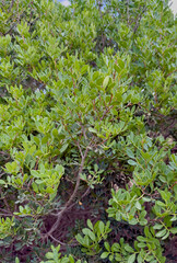Closeup of lentisk plant branch with clusters of red fruits and green leaves