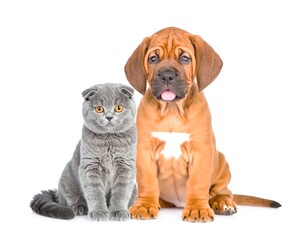 Obraz premium Cute dog and cat, sitting, side-by-side