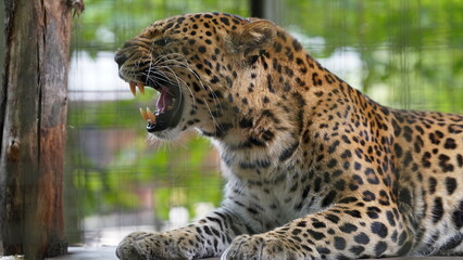 Leopard, Lampart © Hubert