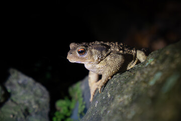 Common Toad in autumn night, Spain, Europe