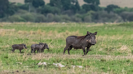 Bezaubernde Tierwelten der Masai Mara, Kenia © Rolf