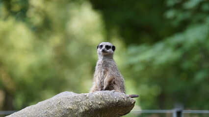 Surikatka, Meerkat © Hubert