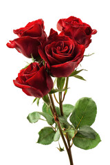 Close-up of a cluster of deep red roses with green leaves