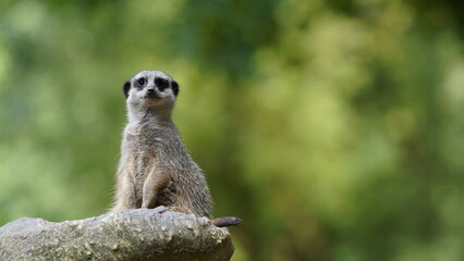 Surikatka, Meerkat © Hubert