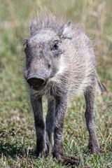 Fototapeta premium Bezaubernde Tierwelten der Masai Mara, Kenia