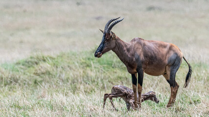 Bezaubernde Tierwelten der Masai Mara, Kenia © Rolf