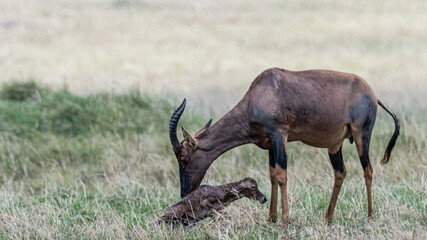 Bezaubernde Tierwelten der Masai Mara, Kenia