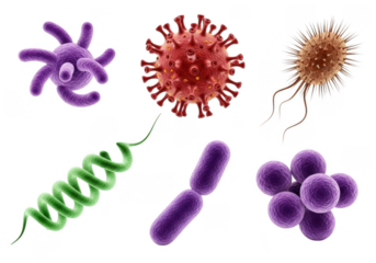 Collection of diverse microscopic organisms isolated on transparent background