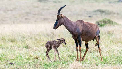 Bezaubernde Tierwelten der Masai Mara, Kenia