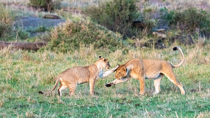 Bezaubernde Tierwelten der Masai Mara, Kenia © Rolf