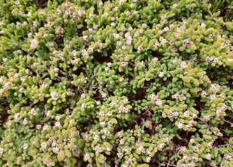 macro of a large quantity of small flowering country succulent plants