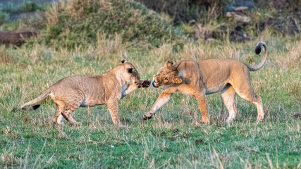Bezaubernde Tierwelten der Masai Mara, Kenia © Rolf