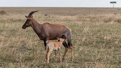 Bezaubernde Tierwelten der Masai Mara, Kenia