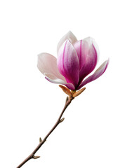 Fototapeta premium Close-up of a single magnolia flower. Pink and white petals, delicate stem