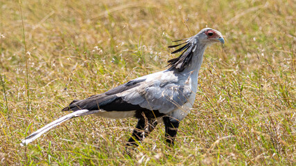 Bezaubernde Tierwelten der Masai Mara, Kenia