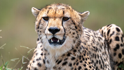 Bezaubernde Tierwelten der Masai Mara, Kenia