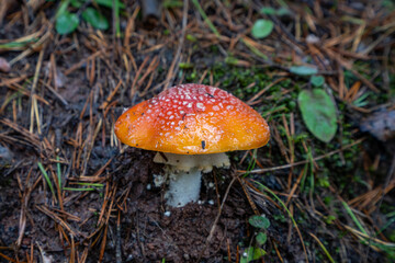 Fly Agaric, Amanita muscaria, Spain, Europe