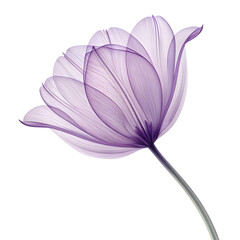 Fototapeta premium Beautiful violet blossom vector artwork high resolution picture
