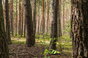 Sunlit Pine Forest in Nowy Lubiel, Poland with Moss Covered Floor