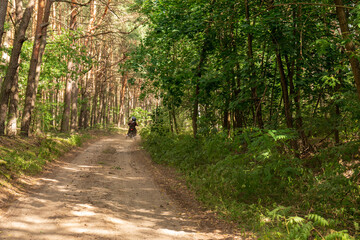 Obraz premium Dirt Path Through Dense Forest with Cyclist in Nowy Lubiel, Poland