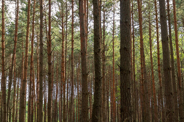 Tall Pine Trees in a Dense Forest in Nowy Lubiel, Poland