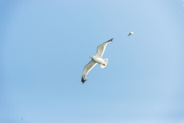 Seagull Soaring Through Cloudy Sky