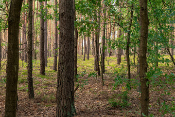 Dense Pine Forest with Sunlight Filtering Through in Nowy Lubiel, Poland