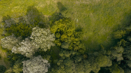 Aerial View of Lush Green Landscape and Trees in Nowy Lubiel, Poland