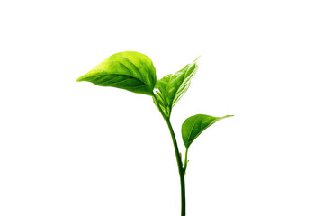 Obraz premium Close-up of vibrant green sprout with two leaves emerging from a stem