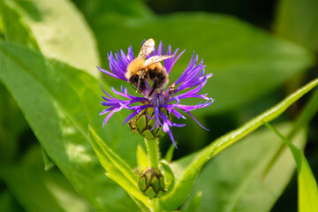bee on a flower