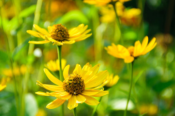 yellow flowers in the garden