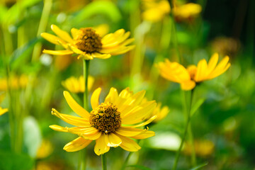 yellow flowers in the garden