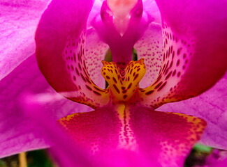 Colorful pink orchid flowers are blooming in the garden.