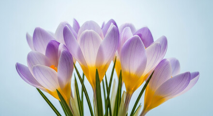 Naklejka premium Closeup of a vibrant crocus flower with delicate petals, symbolizing spring, new beginnings, and the beauty of natures floral display