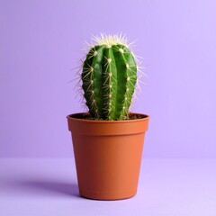 cactus in a pot