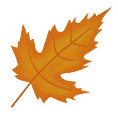 autumn maple leaf