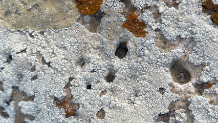 Detailed macro photograph of light colored lichens growing on rocky surface