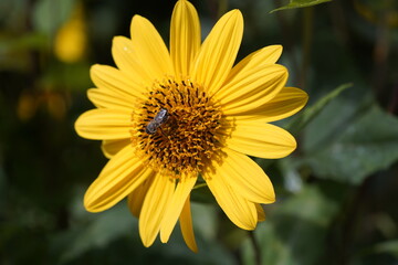 Helianthus x multiflorus 'Capenoch Star',
Characteristic are the large, flat, single, yellow flowers and short, squat stamens. Hanover Berggarten, Germany.