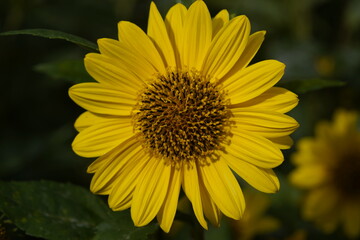 Helianthus x multiflorus 'Capenoch Star',
Characteristic are the large, flat, single, yellow flowers and short, squat stamens. Hanover Berggarten, Germany.